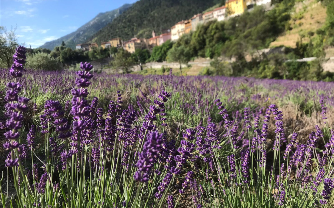 La lavanda della Riviera dei Fiori