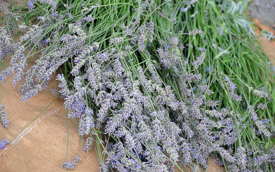 Festa della lavanda