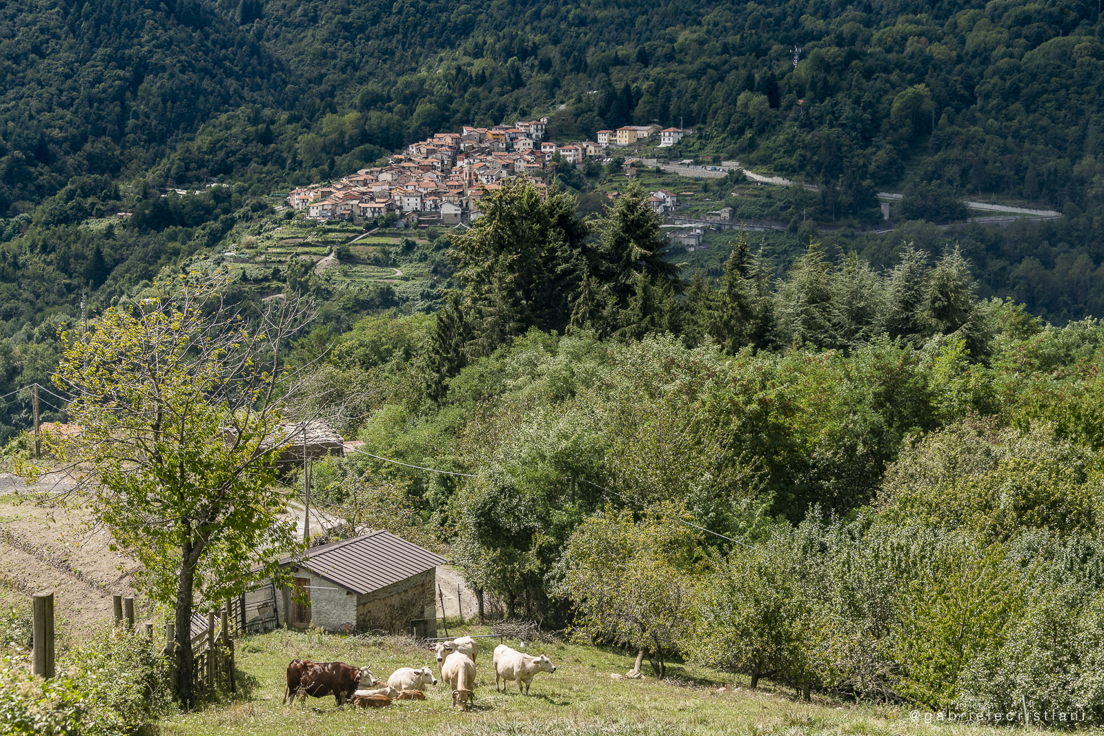 Il borgo di Montegrosso Pian Latte e la collina con animali al pascolo