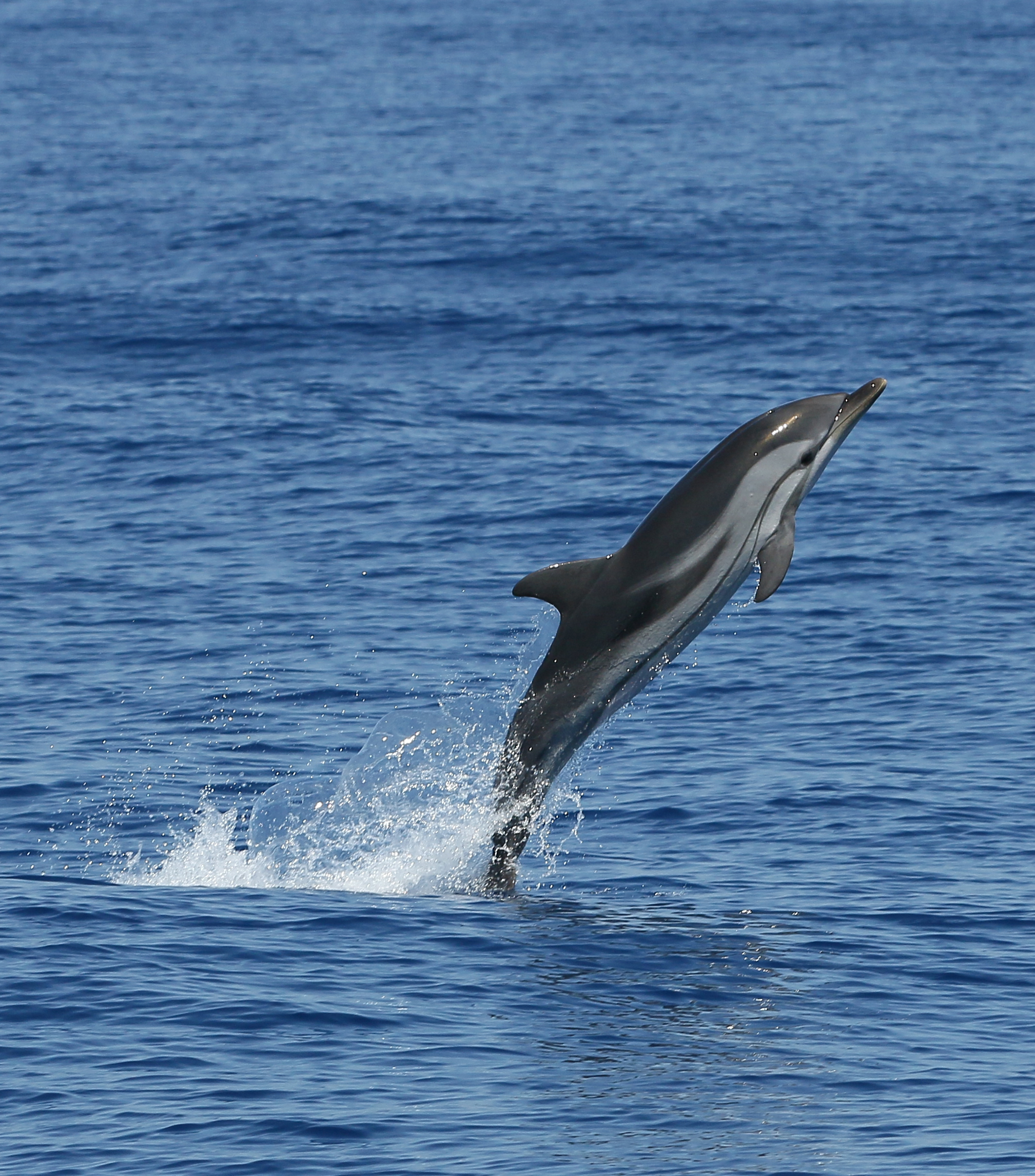 Delfino nelle acque del Santuario Pelagos