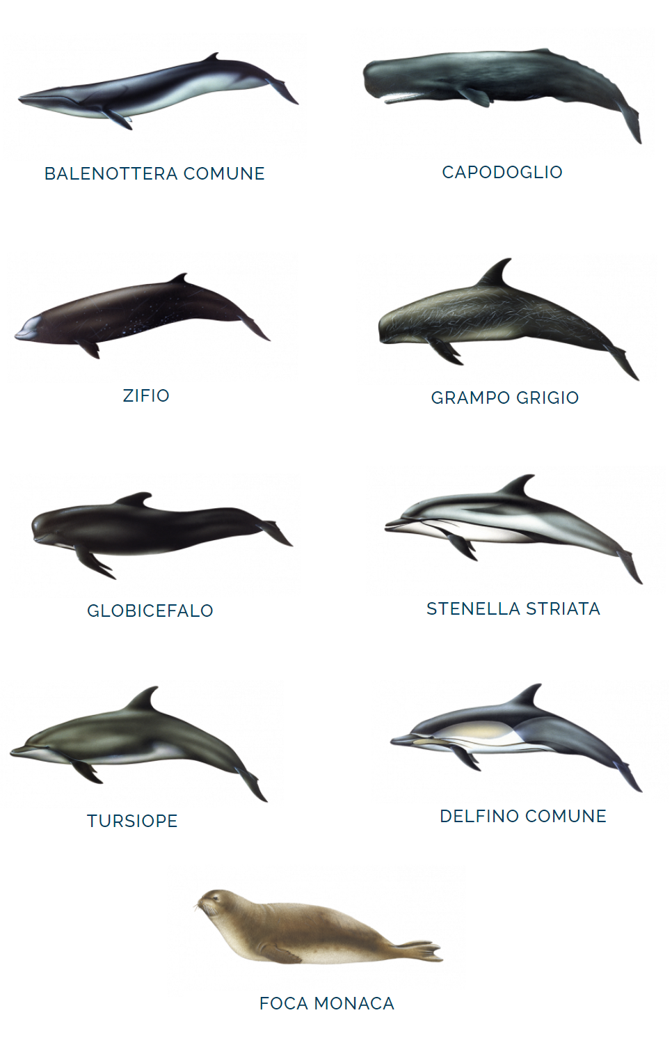 Specie di cetacei presenti nel Santuario Pelagos