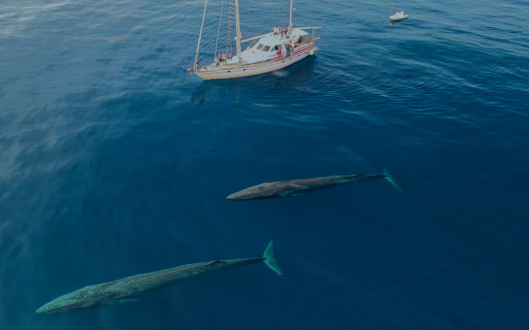 Il Santuario dei Cetacei Pelagos