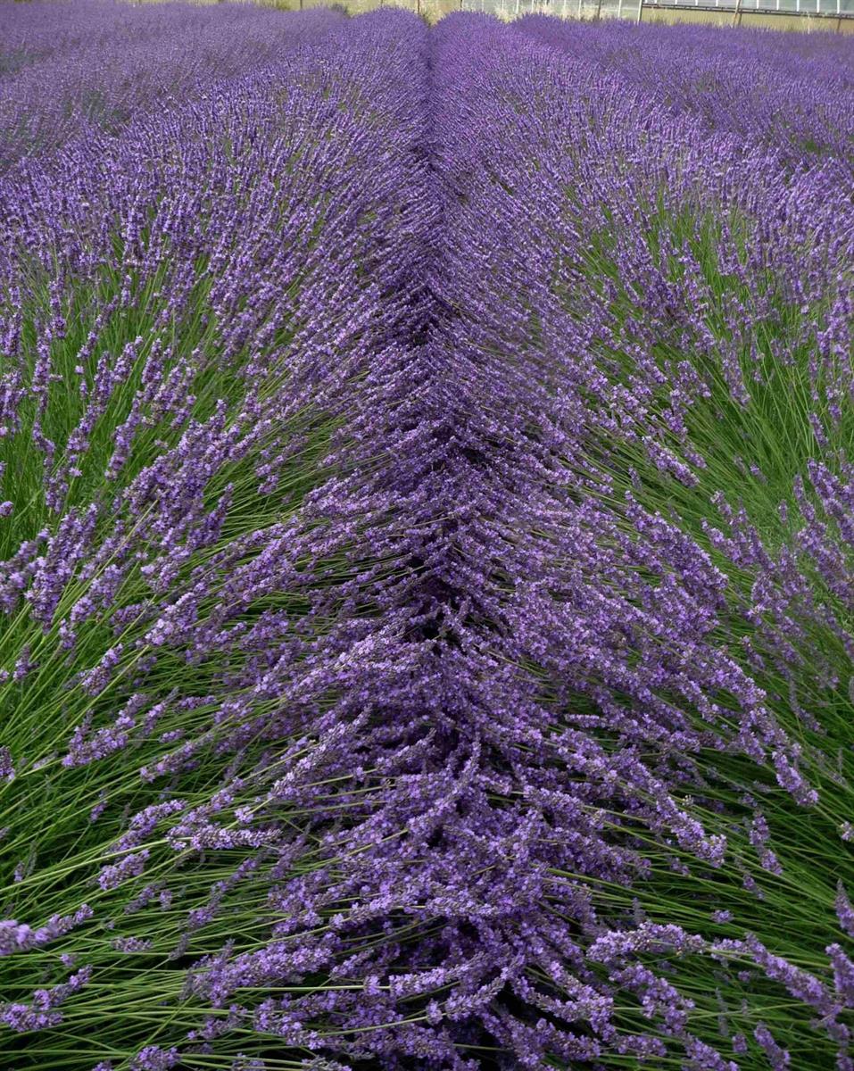 Mazzi di lavanda usati durante la festa della Maddalena